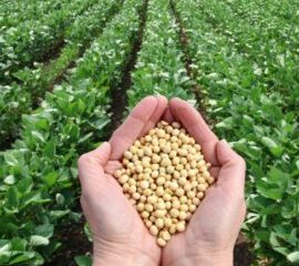 SOYBEAN-SEED