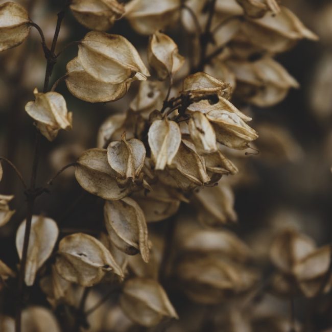 white petaled flower