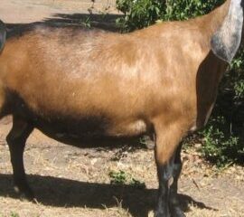 Nubian Goat