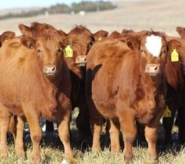 Hereford cattle