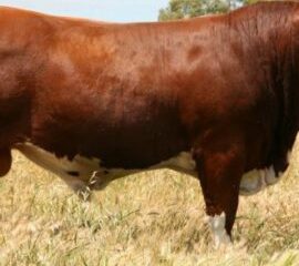 Simmental cattle