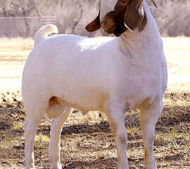 Boer Goats