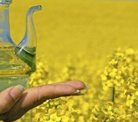 Rapeseed-Oil