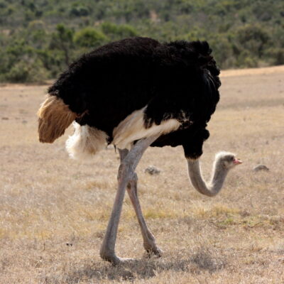 Common ostrich