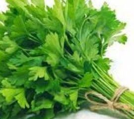 Coriander