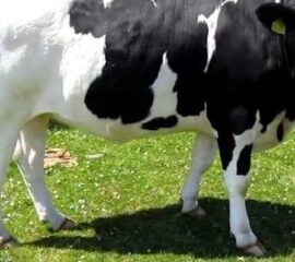 Holstein Friesian cattle