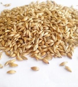 BARLEY GRAIN