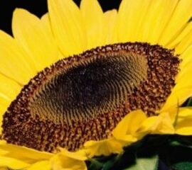 Sunflower-Seed