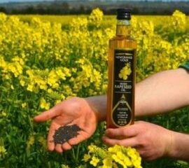 Rapeseed