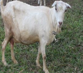 Saanen Goats