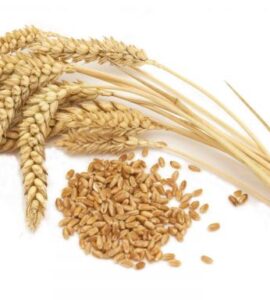 BARLEY