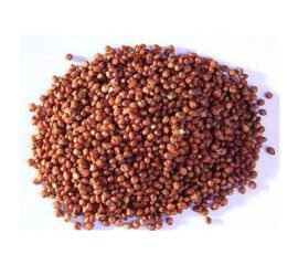 SORGHUM
