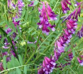 VETCH