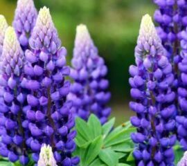 LUPINS